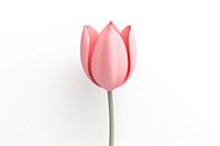 Tulip flower plant white background. 