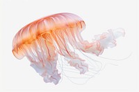 Marine life jellyfish animal white background. 