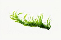 Seaweed plant algae green. AI generated Image by rawpixel.
