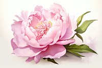 Blush peony blossom flower plant. AI generated Image by rawpixel.