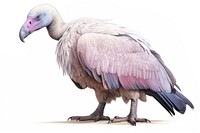 Full body vulture drawing animal condor. AI generated Image by rawpixel.