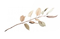 Dried Preserved Eucalyptus plant leaf tree. 