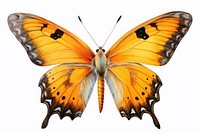 Butterfly animal insect yellow. 