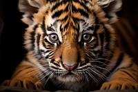 Tiger tiger wildlife animal. AI generated Image by rawpixel.