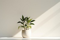 Plants leaf houseplant flowerpot. 