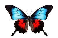 Butterfly insect animal blue. 