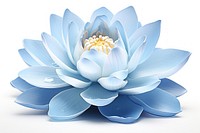 Blue lotus flower petal plant white. 