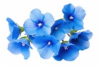 Foget me nots flower petal plant blue. 