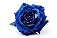 Rose flower plant blue. AI generated Image by rawpixel.