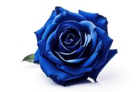 Rose flower plant blue. 