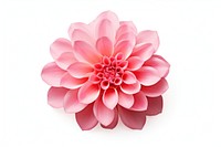 Flower plain dahlia plant white background. 