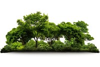 Forest green tree vegetation. AI generated Image by rawpixel.