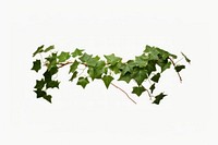 Ivy plant leaf vine. AI generated Image by rawpixel.