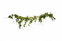 Ivy plant vine white background. AI generated Image by rawpixel.