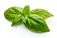 Basil leaf plant herbs white background. 