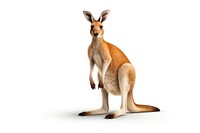 Australia kangaroo wallaby animal. AI generated Image by rawpixel.