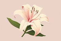 Pink lilly blossom flower plant. 