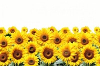 Sunflower field landscape backgrounds outdoors plant. 