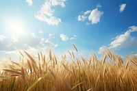 Sky agriculture landscape outdoors. 