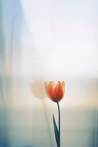 a blurry picture of a singel tulip behind the blurred glass. AI generated Image by rawpixel.