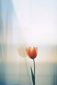 a blurry picture of a singel tulip behind the blurred glass. 