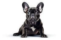 French bulldog animal mammal pet. 