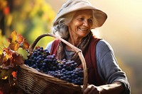 Senior women harvesting outdoors vineyard. 