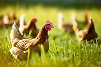 Agriculture livestock chicken poultry. AI generated Image by rawpixel.