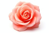 Coral rose flower petal plant inflorescence. AI generated Image by rawpixel.