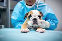 Bulldog doctor veterinarian hand. AI generated Image by rawpixel.