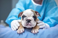 Bulldog animal mammal doctor. AI generated Image by rawpixel.