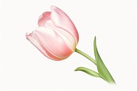 Tulip flower plant inflorescence springtime. AI generated Image by rawpixel.