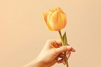 Hand holding a yellow tulip flower female plant adult. 