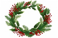 Christmas wreath christmas plant white background.