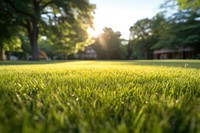 Lawn lawn sunlight outdoors. 