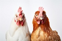 Chickens poultry animal bird. AI generated Image by rawpixel.