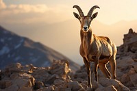 Alpine ibex livestock wildlife animal. AI generated Image by rawpixel.