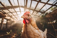 Chicken poultry animal bird. AI generated Image by rawpixel.