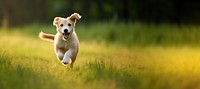 Dog puppy running outdoors grass pet. 