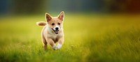 Dog puppy running outdoors grass pet. 