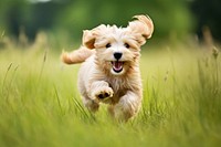 Dog puppy running grass pet outdoors. 