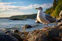 Seagull seagull nature rock. 