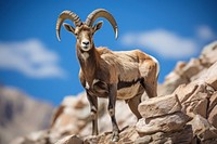 Alpine ibex livestock wildlife animal. AI generated Image by rawpixel.