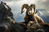 Alpine ibex rock livestock wildlife. 