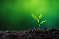 Young plant growing green leaf soil. 