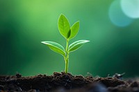 Young plant growing green leaf agriculture. 