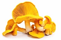 Mushrooms chanterelle fungus yellow. 