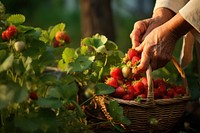 Strawberries strawberry harvesting gardening. AI generated Image by rawpixel.