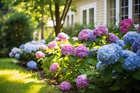 Garden lawn hydrangea outdoors. 