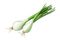 Scallion vegetable plant food. 